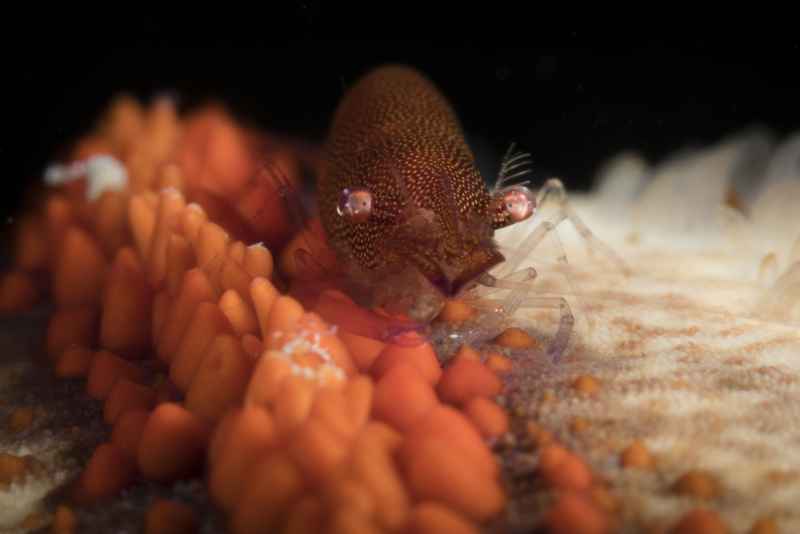 sea star shrimp periclimenes soror01 2