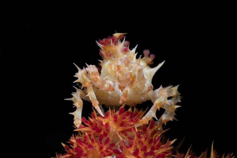 soft coral crab hopolophrys oatesii