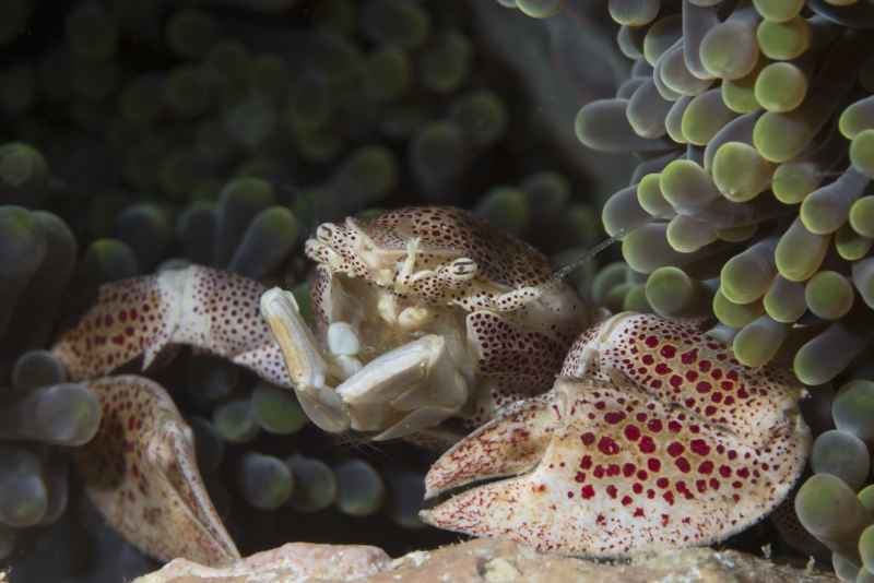 spotted porcelain crab neopetrolisthes maculatus 2