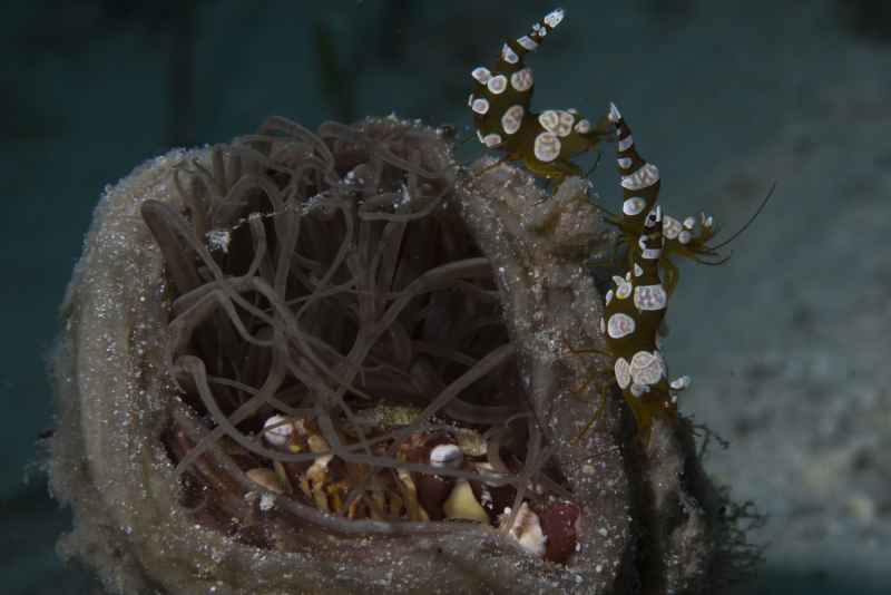 squat anemone shrimp thor amboinensis02 3