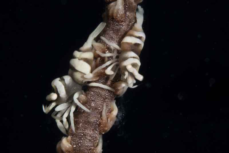 zanzibar whip coral shrimp dasycaris zanzibarica01 2