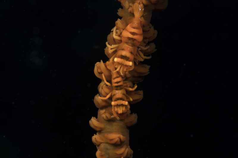zanzibar whip coral shrimp dasycaris zanzibarica02 2