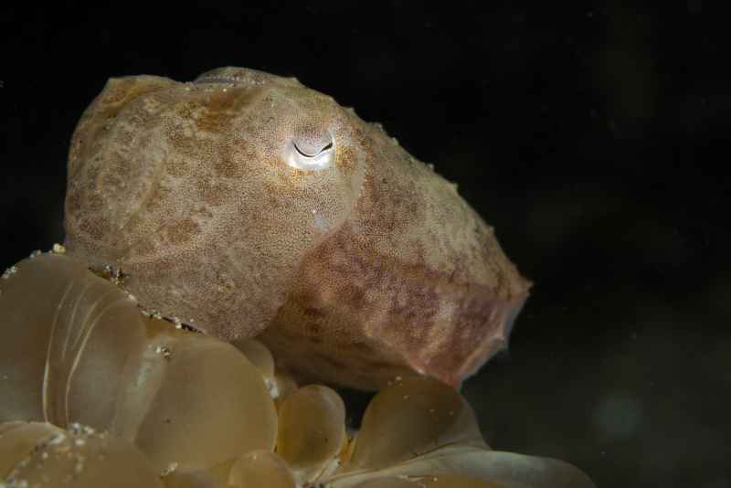 broadclub cuttlefish sepia latimanus01