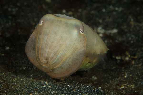 broadclub cuttlefish sepia latimanus02
