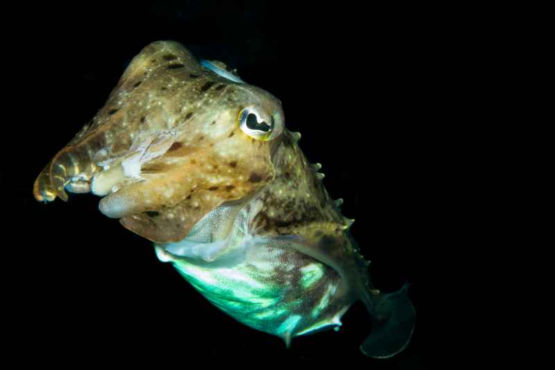 broadclub cuttlefish sepia latimanus03