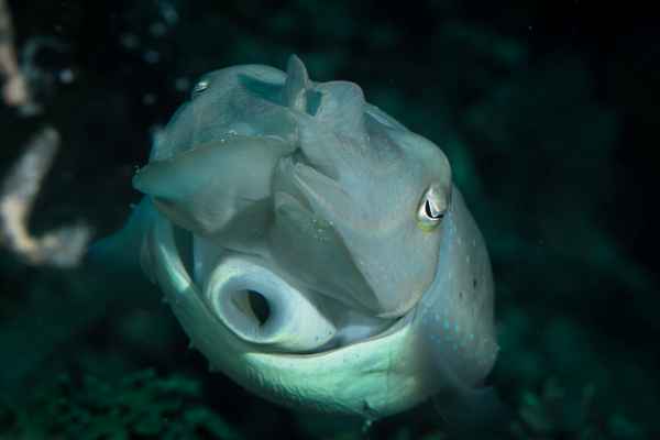broadclub cuttlefish sepia latimanus05