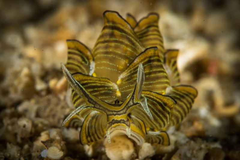 butterfly sea slug cyerce nigra
