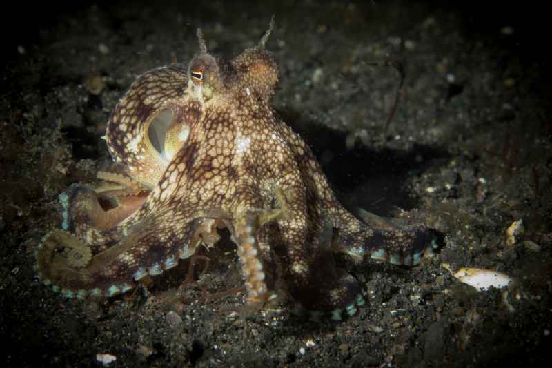 coconut octopus amphioctopus marginatus01 3