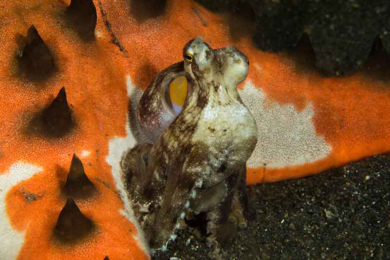 coconut octopus amphioctopus marginatus02