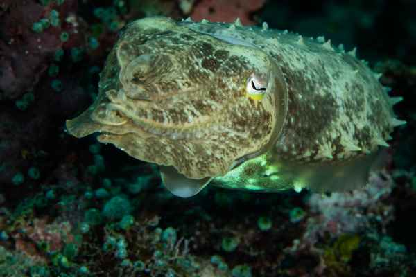 crinoid cuttlefish sepia sp