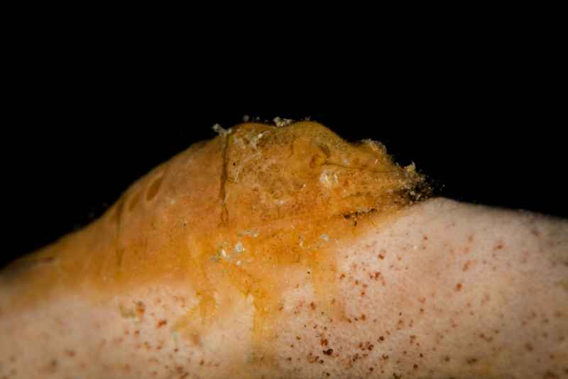 cryptic sponge shrimp gelastocaris paronae