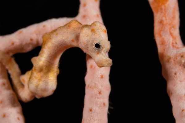 denises pygmy seahorse hippocampus denise01
