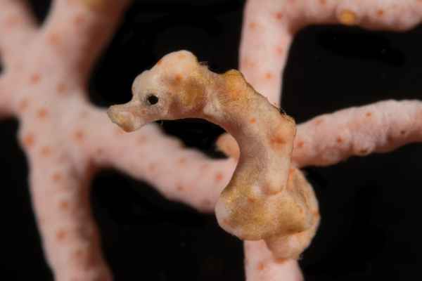 denises pygmy seahorse hippocampus denise02