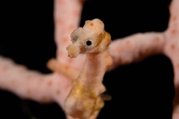 denises pygmy seahorse hippocampus denise03