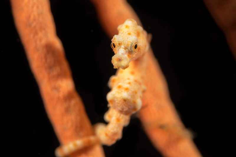 denises pygmy seahorse hippocampus denise04