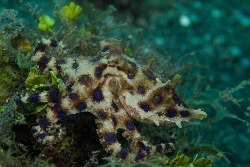 greater blue ringed octopus hapalochlaena lunulata