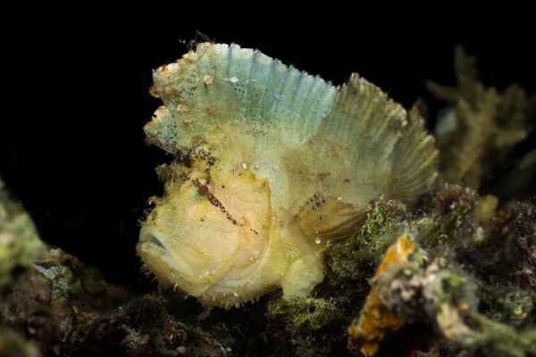 leaf scorpionfish taenianotus triacanthus01