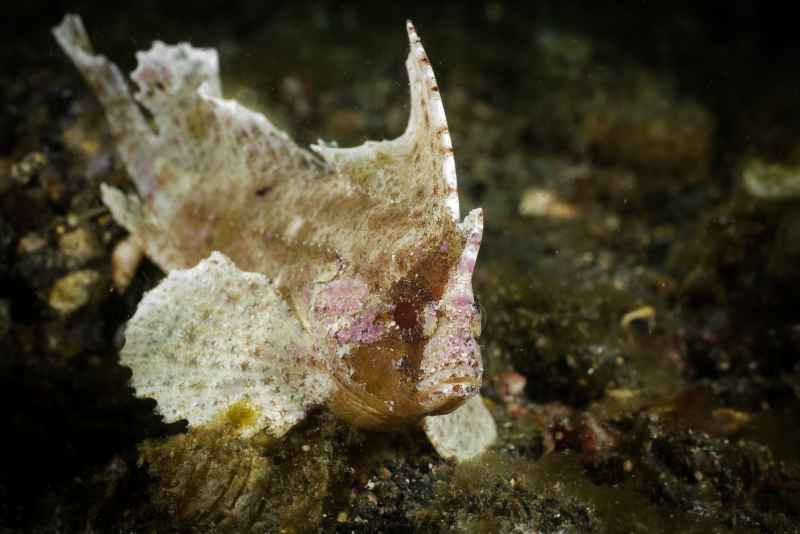 leaf scorpionfish taenianotus triacanthus02