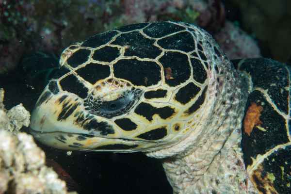loggerhead sea turtle caretta caretta01