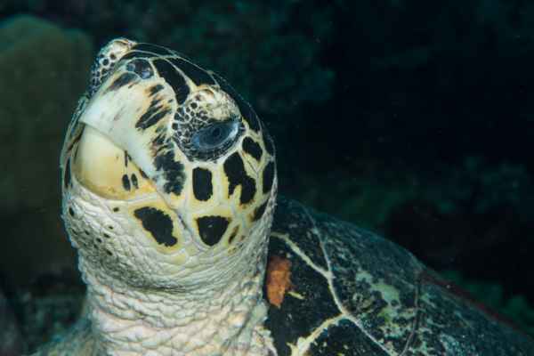 loggerhead sea turtle caretta caretta02
