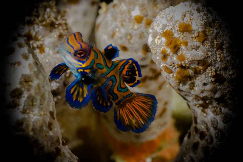 mandarinfish synchiropus splendidus