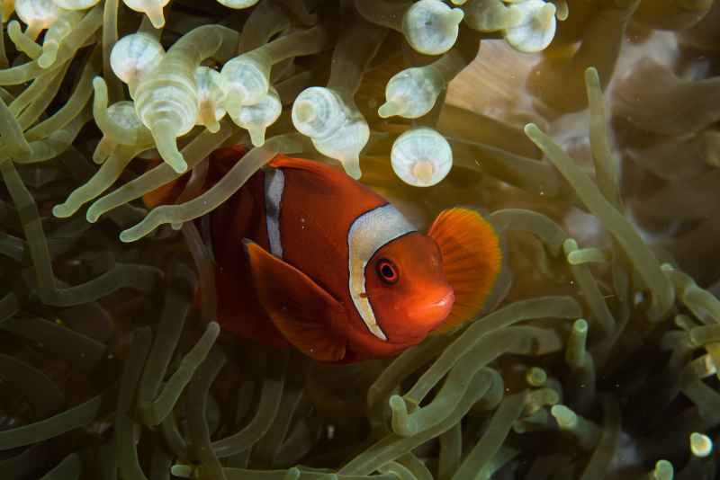 maroon clownfish amphiprion tricinctus