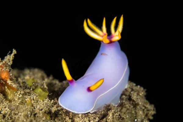 nudibranch hypselodoris melanesica 