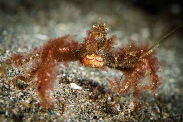 orangutan crab oncinopus sp1