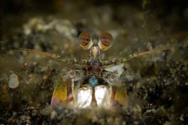 pink eared mantis shrimp odontodactylus latirostris