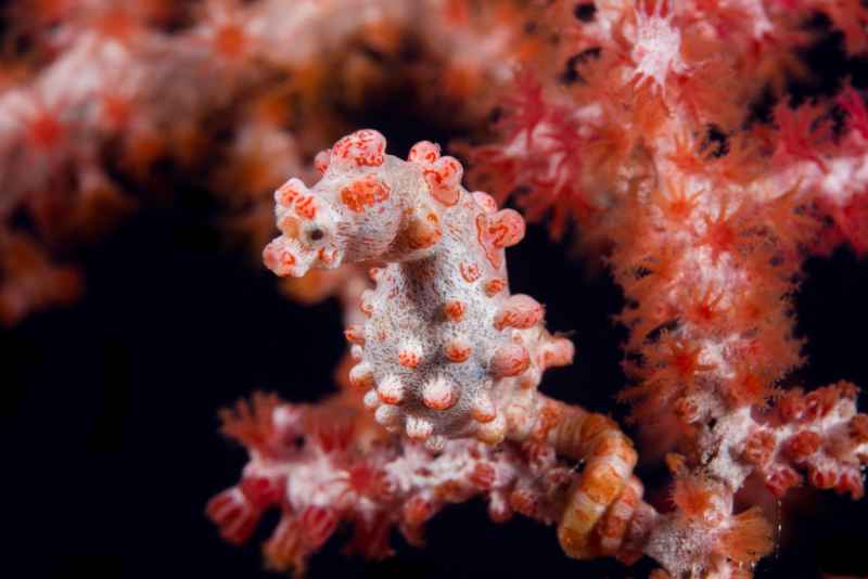 pygmy seahorse hippocampus bargibanti 2