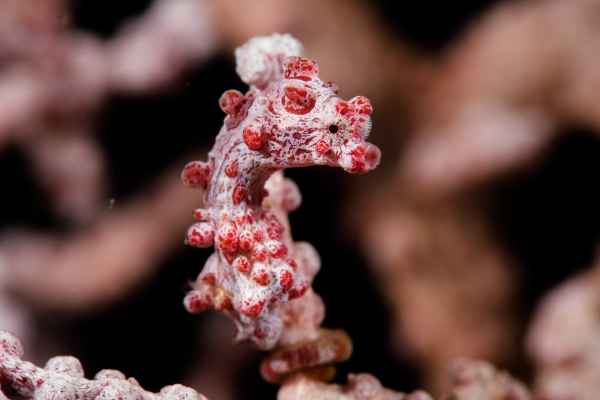 pygmy seahorse hippocampus bargibanti02