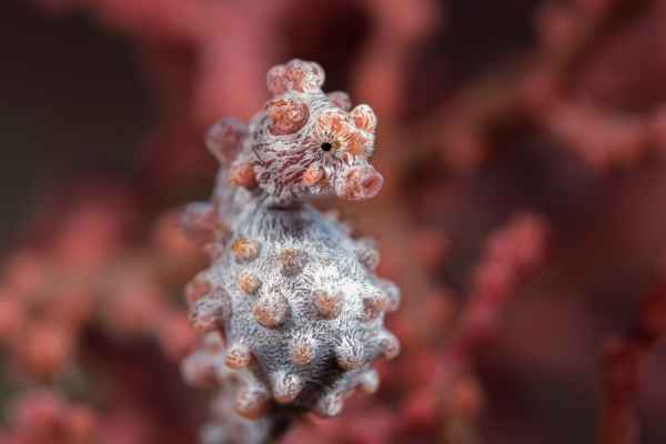 pygmy seahorse hippocampus bargibanti03