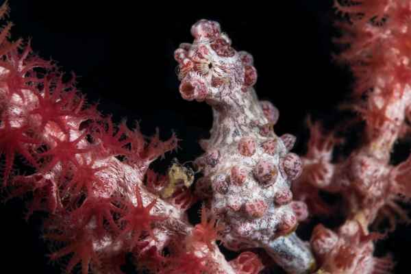 pygmy seahorse hippocampus bargibanti04