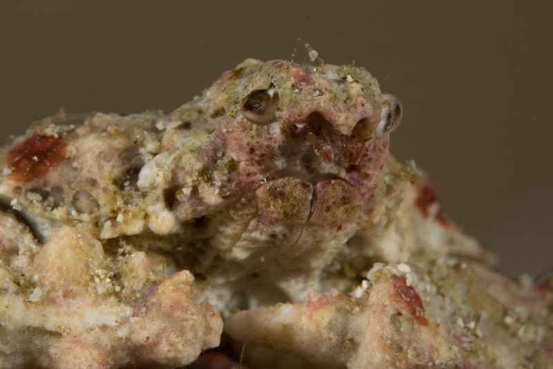 rock elbow crab furtipodia petrosa