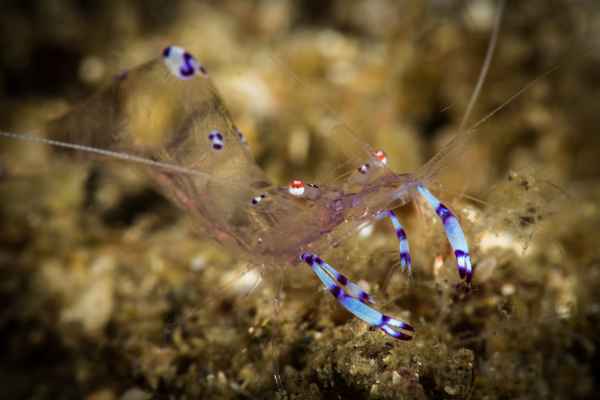 shrimp ancylomenes sp02
