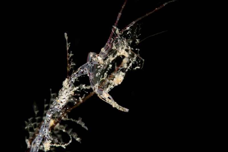 skeleton shrimp caprella ssp