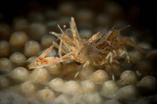 spiny tiger shrimp phyllognatia ceratophthalmus