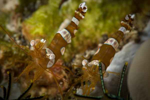 squat anemone shrimp thor amboinensis01