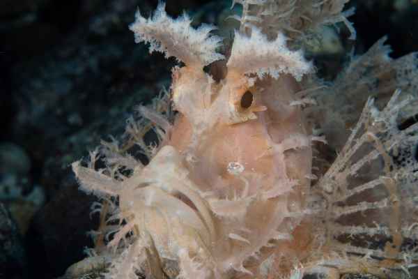 weedy scorpionfish rhinopias frondosa01