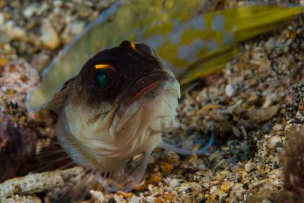 yellow jawfish opistognathus gilberti