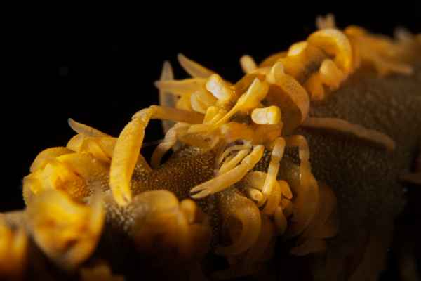 zanzibar whip coral shrimp dasycaris zanzibarica01