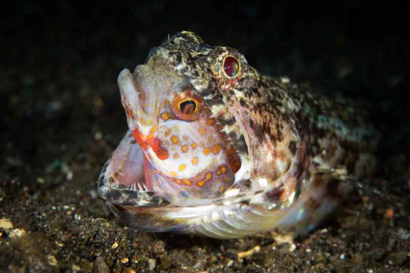 banded lizardfish synodus dermatogenys