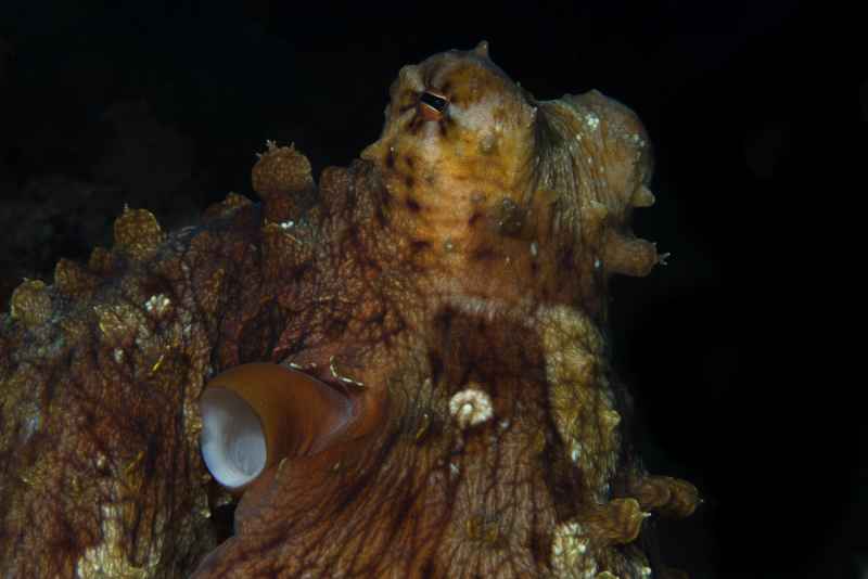 coconut octopus amphioctopus marginatus 3