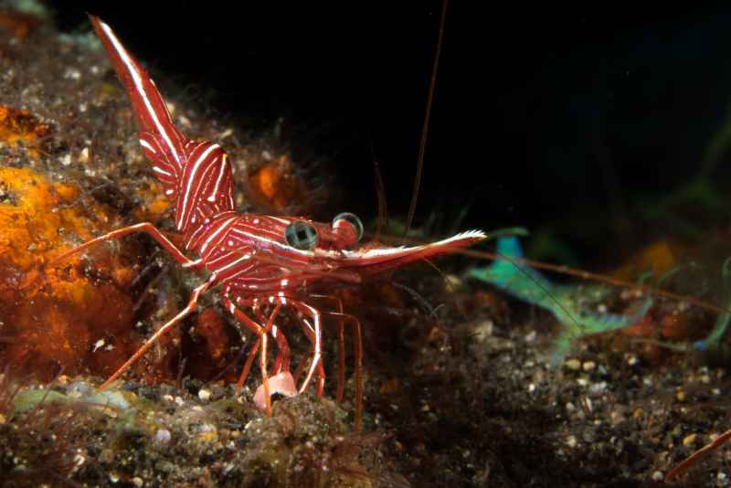 dancing shrimp rhynchocinetes durbanensis02