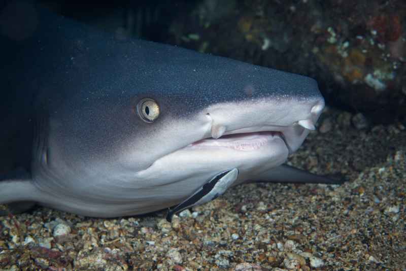 grey reef shark carcharhinus amblyrhynchos