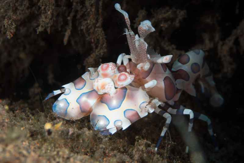 harlequin shrimp hymenocera elegans01