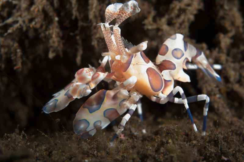 harlequin shrimp hymenocera elegans02