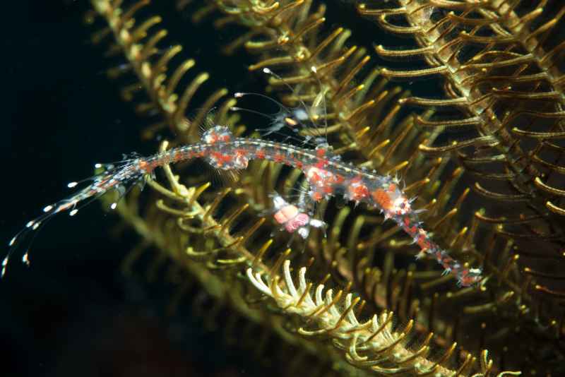 juvenile ornate ghost pipefish solenostomus paradoxus