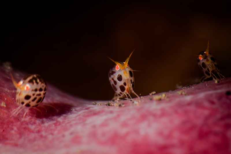 ladybug amphipod cyproideidae