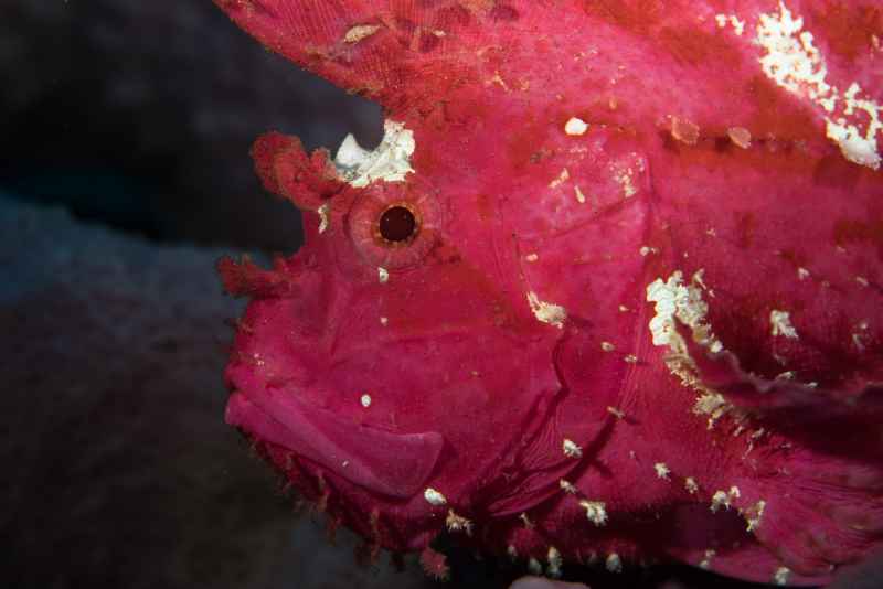 leaf scorpionfish taenianotus triacanthus